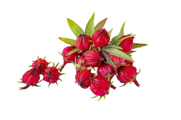 Roselle delicious fruits, isolated on white background with clipping path.