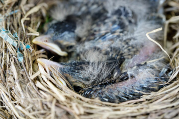 Two young birds resting in their nest. Fuzzy and fresh. Focus on front bird.