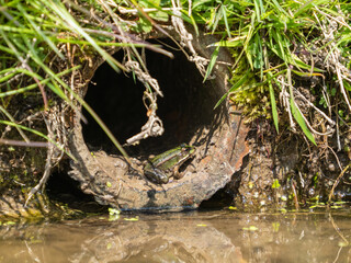 Juvenile Marsh Frog Resting in a Tube