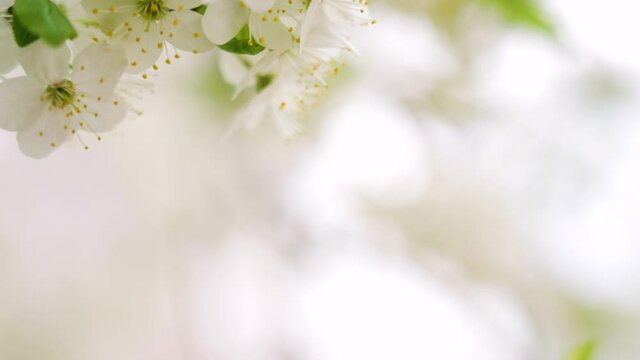 Beautiful abstract floral 4k video bokeh background. Closeup view footage of cute fresh first spring flowers blooming in sunny garden outside. Blurry empty white natural bokeh of defocused foliage