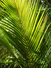 Obraz na płótnie Canvas Nikau palm at Waitakere Ranges, New Zealand