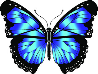 Blue-colored butterfly, bright, delicate and attractive.