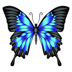 Blue-colored butterfly, bright, delicate and attractive.