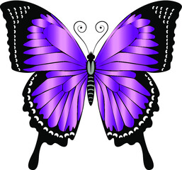 Beautiful delicate air butterfly of purple color.Vector illustration isolated on white background.