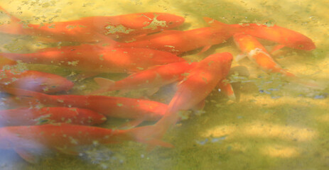 decorative goldfish swim in the water
