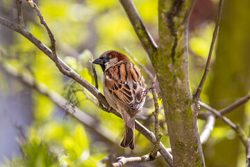 sparrow on a branch, spring