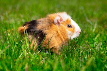 Obraz premium The guinea pig sits on the grass in the garden.