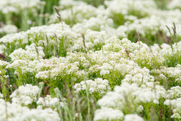 Achillea millefolium flowering in wild steppe.