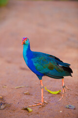 Beautiful Purple Swamphen looking for its meal in the field
