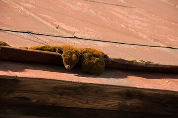 moss on the old roof