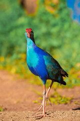 Beautiful Purple Swamphen looking for its meal in the field