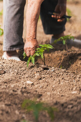 care and harvesting of plants, elderly man gardening. Selective focus.