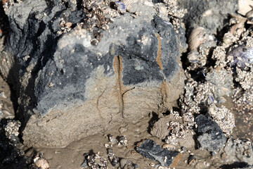 Zwei horizontale Röhren des Wattwurmes im Schlick des Wattenbodens