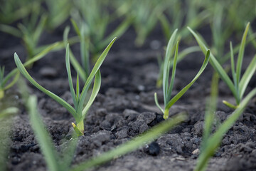 Growing young garlic in the ground in spring. Close up photo. Place for your text.