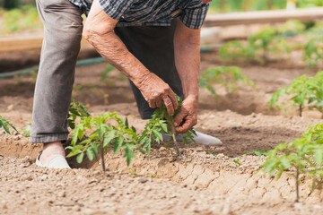 elderly man, sustainable planting concept. Selective focus.