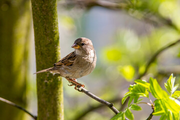 beautiful female sparrow on a branch, spring. house sparrow, spring time. bird observed on a tree in the garden, spring fresh green. Passer domesticus