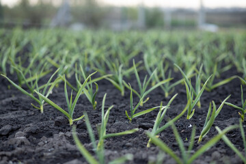 Young garlic field in the ground in spring. Close-up. Place for your text.