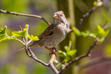 angry look of the female sparrow, a quarrel on branch