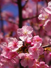 満開の木漏れ日の中の河津桜