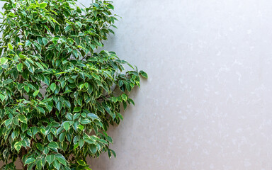 Ficus elastica plant with green leaves by white wall