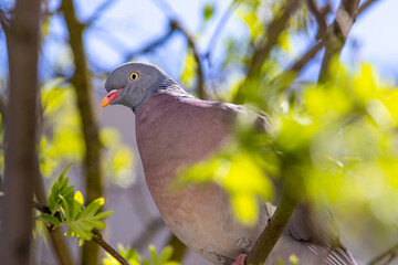 funny colorful common wood pigeon, curious bird, dove on a tree