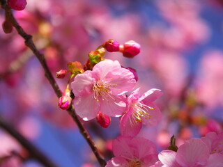 満開の木漏れ日の中の河津桜