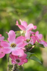 Fototapeta na wymiar ピンク色のハナミズキの花