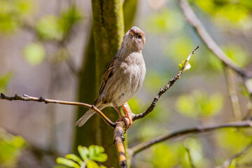 beautiful surprised female sparrow on a branch, spring, house sparrow, spring time, bird observed on a tree in the garden, spring fresh green,  Passer domesticus