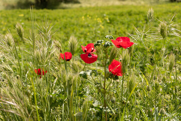 Red  wild field poppies grow in the meadow in spring, near the excavations of the ancient Maresha city,  in Beit Guvrin, near Kiryat Gat, in Israel