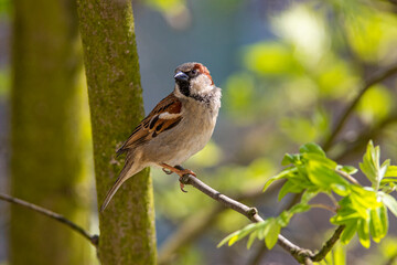 male sparrow on a branch, fresh spring green , house sparrow, Passer domesticus