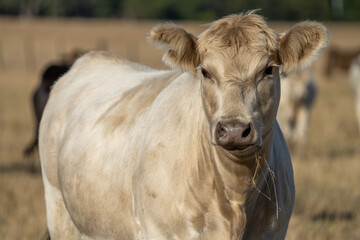 Murray grey and angus cattle on pasture in Australia