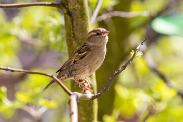 beautiful female sparrow on a branch, spring, house sparrow, spring time, bird observed on a tree in the garden, spring fresh green,