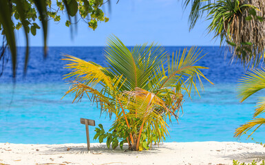 palm plants on a tropical island