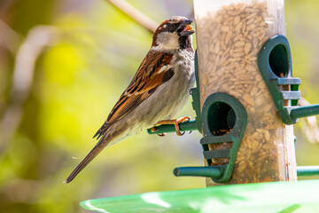 sparrow on a bird feeder, bird eating seeds
