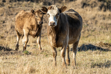 Murray grey and angus cattle on pasture in Australia