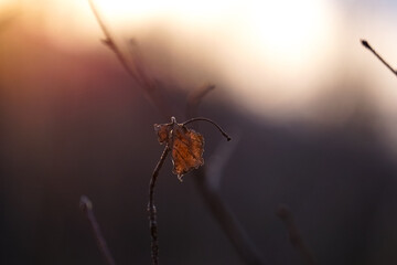spider on a leaf