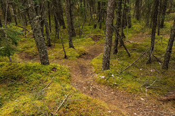 Path dividing in two directions in a dark dense northern forest of spruce trees.
