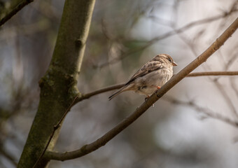 kleiner Spatz