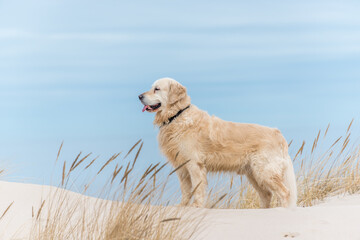 Fototapeta na wymiar Champion White Golden Retriever Hiking on a Beach