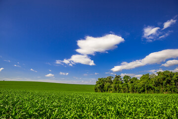 Corn plantation. Rural landscape, countryside.