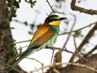 European bee-eater ( Merops apiaster ) is sitting on a twig