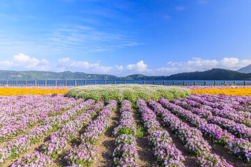 池田湖とビオラ　鹿児島県指宿市　Lake Ikedako and Viola Kagoshima-ken Ibusuki city