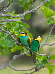 European bee-eater ( Merops apiaster ) is sitting on a twig