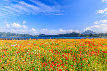 開聞岳と池田湖とポピー　鹿児島県指宿市　Mt.Kaimondake and Lake Ikedako and Poppy Kagoshima-ken Ibusuki city