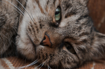 close-up of a cat's face with green eyes