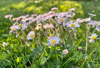 field of daisies, group of marguerites in evening sun 