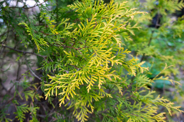 Natural textures and patterns on the planet Earth. Macro photo