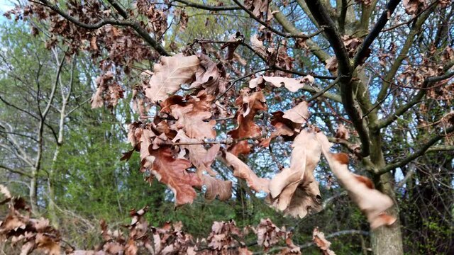 Trockenes Laub einer Eiche im Wind