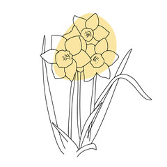 Abstract continuous line drawing. The beautiful narcissus flowers. - obrazy, fototapety, plakaty