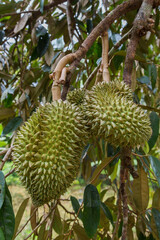 Durians on the durian tree in durian orchard . King of fruit.